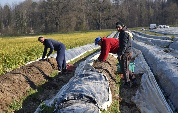 Die Spargelernte hat begonnen. Das Stechen ist harte Arbeit für die Männer auf dem Feld. Ohne sie wäre der Saisonbetrieb kaum möglich. Die Spargelernte hat begonnen. Das Stechen ist harte Arbeit für die Männer auf dem Feld. Ohne sie wäre der Saisonbetrieb kaum möglich.