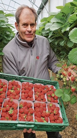 Adrian Thurnheer, bei der Schaffhauser Marktfahrervereinigung für die Website zuständig, zeigt seine Erdbeeren, welche rechtzeitig zur Wiedereröffnung des Schaffhauser Wochenmarkts reif wurden. Adrian Thurnheer, bei der Schaffhauser Marktfahrervereinigung für die Website zuständig, zeigt seine Erdbeeren, welche rechtzeitig zur Wiedereröffnung des Schaffhauser Wochenmarkts reif wurden.