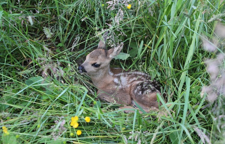 Die Rehkitze bleiben trotz Gefahr in ihrem Versteck sitzen. Deshalb rufen Jagdgesellschaften dazu auf, Hunde an der Leine zu führen und bitten die Landwirte, vor dem Mähen die Felder zu verblenden oder einen Drohnenpiloten zu kontaktieren, der das Feld nach Rehkitzen absucht. Die Rehkitze bleiben trotz Gefahr in ihrem Versteck sitzen. Deshalb rufen Jagdgesellschaften dazu auf, Hunde an der Leine zu führen und bitten die Landwirte, vor dem Mähen die Felder zu verblenden oder einen Drohnenpiloten zu kontaktieren, der das Feld nach Rehkitzen absucht.