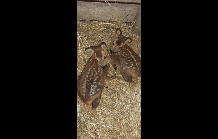 Therese Meier hat sich um die zwei Kitze gesorgt. Nach der einschneidenden Erfahrung würde sie heute «Babyklappe-mässig» handeln und die Tiere selber nach Goldau fahren.