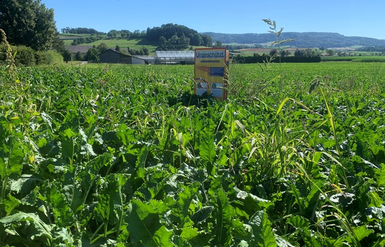 Mit der Aktion «Ungeschützt» soll die Bevölkerung sehen, was dies für die Produktion in der Landwirtschaft heisst. Mit der Aktion «Ungeschützt» soll die Bevölkerung sehen, was dies für die Produktion in der Landwirtschaft heisst.