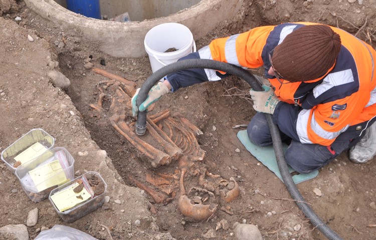 Eine Archäologin legt mit dem Staubsauger ein Skelett auf dem ausgegrabenen Laienfriedhof auf dem Klosterplatz frei. Eine Archäologin legt mit dem Staubsauger ein Skelett auf dem ausgegrabenen Laienfriedhof auf dem Klosterplatz frei.