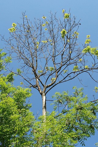 Ein Pilz löst das Eschentriebsterben aus – in Asien ist er harmlos. Ein Pilz löst das Eschentriebsterben aus – in Asien ist er harmlos.