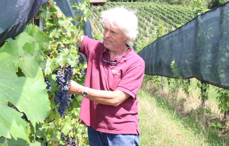Fredi Strasser schützt seine Cabernet-Jura-Trauben mit Netzen vor Wespenfrass. Fredi Strasser schützt seine Cabernet-Jura-Trauben mit Netzen vor Wespenfrass.