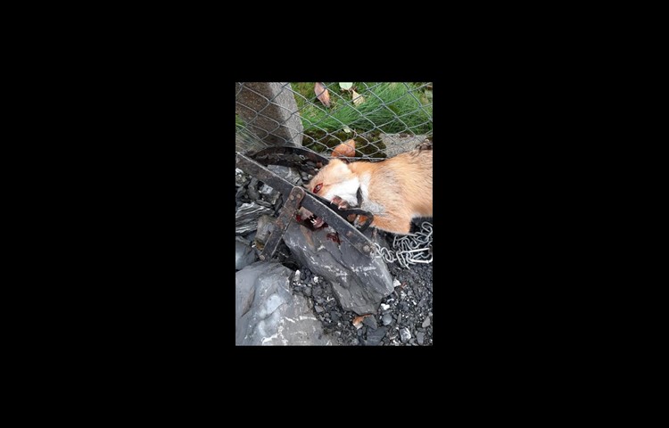 Kein schöner Anblick: Tiere mit Tellereisen und ähnlichen Fallen zu jagen, ist seit 1988 verboten.