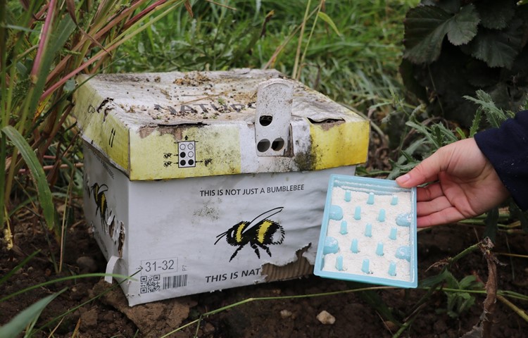 Beim Ausgang der Kiste kriechen die Hummeln durch das Pulver, welches den Beeren als Schutz dient. Beim Ausgang der Kiste kriechen die Hummeln durch das Pulver, welches den Beeren als Schutz dient.