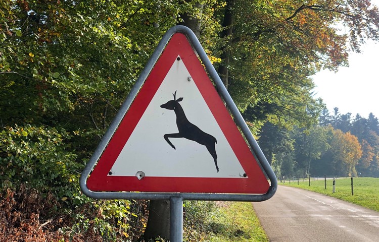 Wildtiere seien nicht darauf vorbereitet, dass die Rush-Hour plötzlich eine Stunde verschoben ist, so Susy Utzinger. Wildtiere seien nicht darauf vorbereitet, dass die Rush-Hour plötzlich eine Stunde verschoben ist, so Susy Utzinger.