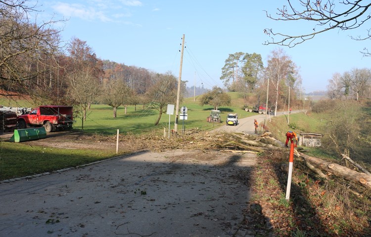 Der Baum riss eine Stromleitung auf der anderen Strassenseite zu Boden. Der Baum riss eine Stromleitung auf der anderen Strassenseite zu Boden.