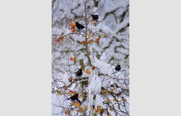 Bild 12: Vögel im Schnee. Bild 12: Vögel im Schnee.