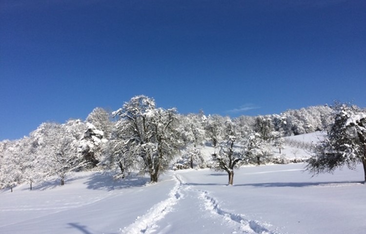 Bild 8: Spuren im Schnee. Bild 8: Spuren im Schnee.