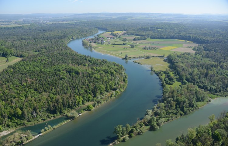 Unterhalb von Ellikon wurde 2012 der Damm entfernt und ein Flachufer gestaltet. Werden bei Hochwasser Flächen im Ellikerfeld überflutet, bleibt Wasser in Vertiefungen liegen, und Stechmücken können dort schlüpfen. Unterhalb von Ellikon wurde 2012 der Damm entfernt und ein Flachufer gestaltet. Werden bei Hochwasser Flächen im Ellikerfeld überflutet, bleibt Wasser in Vertiefungen liegen, und Stechmücken können dort schlüpfen.