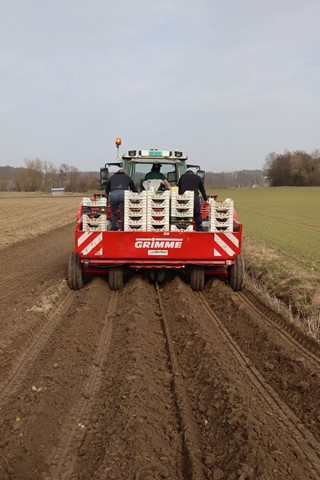 Pro Hektare (10'000 Quadratmeter) wurden am Freitag in Andelfingen rund 50'000 vorgekeimte Pflanzkartoffeln ausgebracht. Pro Hektare (10'000 Quadratmeter) wurden am Freitag in Andelfingen rund 50'000 vorgekeimte Pflanzkartoffeln ausgebracht.