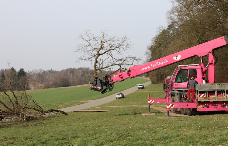 Der Waldrand des Chastelholzes oberhalb des Husemersees war die erste Station der Spezialholzmaschine. Der Waldrand des Chastelholzes oberhalb des Husemersees war die erste Station der Spezialholzmaschine.