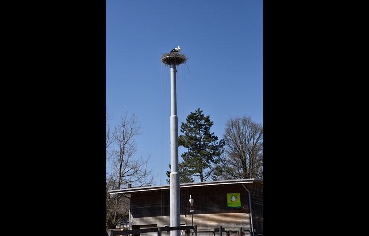 Mithilfe des künstlichen Storchs (unten) wurde das Storchenpaar angelockt. Am Nest bauen die beiden Vögel schon seit Wochen.