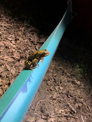 Nicht jeder Frosch lässt sich durch eine Sperre aufhalten. Nicht jeder Frosch lässt sich durch eine Sperre aufhalten.
