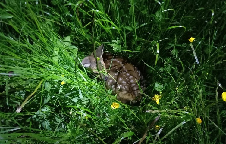 Rehkitze im Glück: Sie wurden vor Mäher und Fuchs beschützt. Rehkitze im Glück: Sie wurden vor Mäher und Fuchs beschützt.