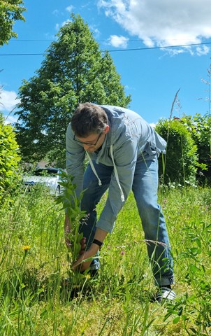 Marcel Wegmann schreitet auf der Wiese neben dem Gemeindehaus gleich selbst zur Tat und reisst den Neophyten samt Wurzel aus.