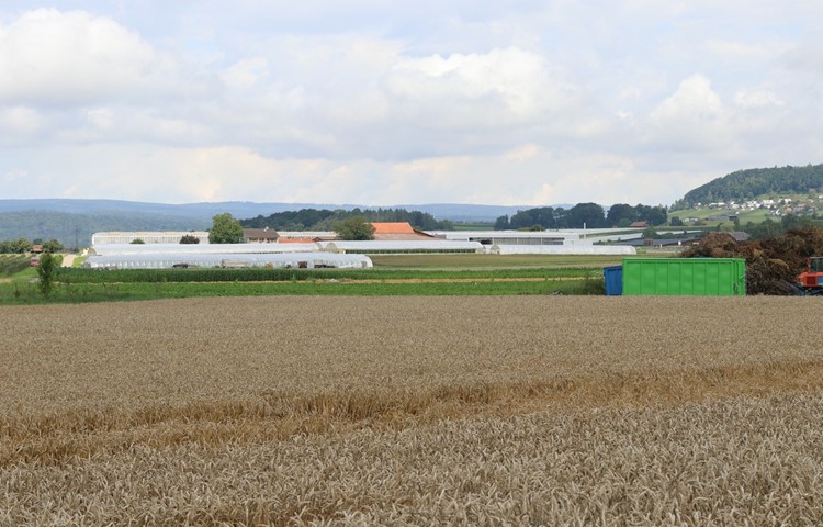 Treibhäuser (im Bild Benken) dürfen im Kanton Zürich nicht auf Fruchtfolgeflächen errichtet werden, obwohl der Ertrag grösser wäre. Treibhäuser (im Bild Benken) dürfen im Kanton Zürich nicht auf Fruchtfolgeflächen errichtet werden, obwohl der Ertrag grösser wäre.