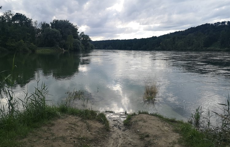 Geschafft: Zwischen Ellikon am Rhein und Flaach mündet die Thur (links) in den Rhein. Hier bei eher höherem Wasserpegel. Geschafft: Zwischen Ellikon am Rhein und Flaach mündet die Thur (links) in den Rhein. Hier bei eher höherem Wasserpegel.
