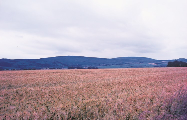 Das Vorbild, ein Gerstenfeld bei Campbeltown aus dem Whiskey gewonnen wird... Das Vorbild, ein Gerstenfeld bei Campbeltown aus dem Whiskey gewonnen wird...