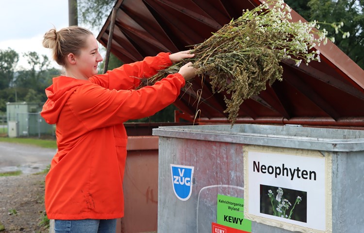 «Die guten ins Töpfchen, die schlechten ins Kröpfchen» – das bittet Aschenputtel die Tauben und die Gemeinde Ossingen ihre Einwohner: Sie dürfen ihre Gartenabfälle in die grosse Grüngutmulde kippen, die invasiven Neophyten aber bitte gesondert in den Extracontainer daneben. «Die guten ins Töpfchen, die schlechten ins Kröpfchen» – das bittet Aschenputtel die Tauben und die Gemeinde Ossingen ihre Einwohner: Sie dürfen ihre Gartenabfälle in die grosse Grüngutmulde kippen, die invasiven Neophyten aber bitte gesondert in den Extracontainer daneben.