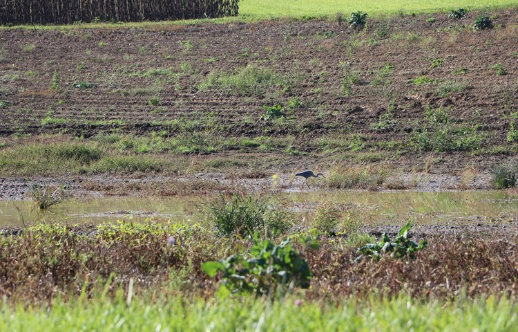 Ein Graureiher zu Besuch an einem temporären Gewässer vis-à-vis des «Steinackers» bei Niederwil. Ein Graureiher zu Besuch an einem temporären Gewässer vis-à-vis des «Steinackers» bei Niederwil.
