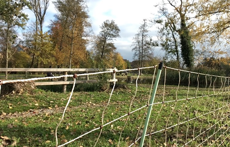 Ein gängiger Zaun wie dieser beim Oeliweiher in Marthalen, allerdings an fixen Betonpfosten befestigt, wurde einem Reh und damit dem Beschuldigten zum Verhängnis. Ein gängiger Zaun wie dieser beim Oeliweiher in Marthalen, allerdings an fixen Betonpfosten befestigt, wurde einem Reh und damit dem Beschuldigten zum Verhängnis.