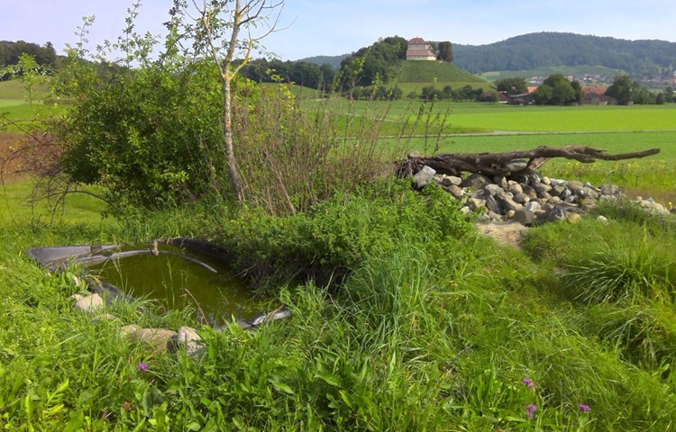 Strukturen in einer Naturwiese nahe Girsberg schaffen Lebensraum für verschiedene Tierarten. Strukturen in einer Naturwiese nahe Girsberg schaffen Lebensraum für verschiedene Tierarten.