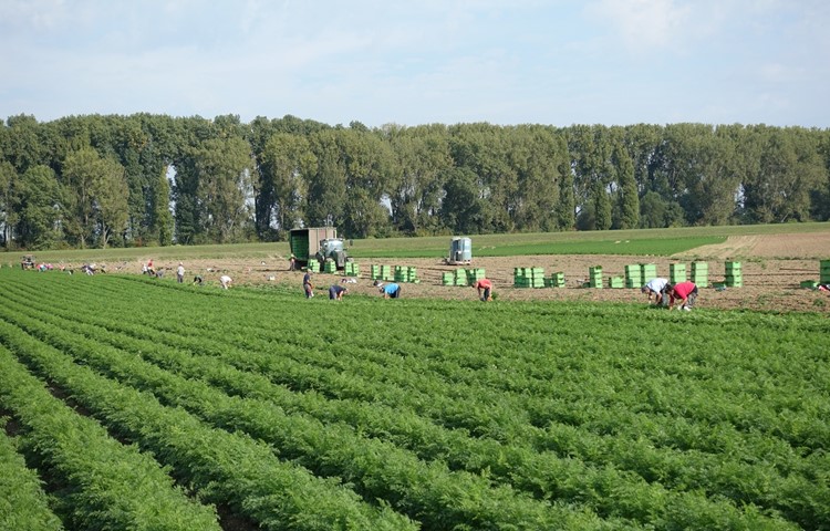 Die Landwirtschaft ist auf Erntehelferinnen und -helfer aus dem Ausland angewiesen. Die Landwirtschaft ist auf Erntehelferinnen und -helfer aus dem Ausland angewiesen.