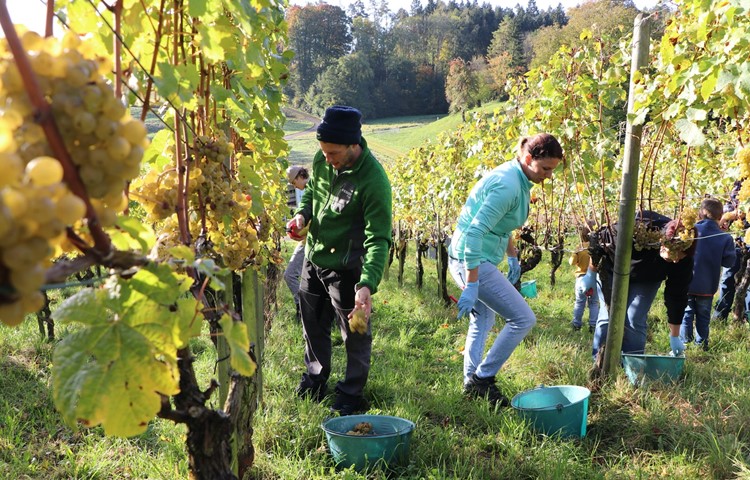 Michael Frauenfelder (mit schwarzer Mütze) vom Wylandhof Henggart las am Mittwochvormittag zusammen mit Helferinnen und Helfern die letzten Trauben der Saison ab. Michael Frauenfelder (mit schwarzer Mütze) vom Wylandhof Henggart las am Mittwochvormittag zusammen mit Helferinnen und Helfern die letzten Trauben der Saison ab.