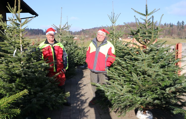 Martin Nägeli (r.) und sein langjähriger Helfer in der Vorweihnachtszeit, Peter (Böse) Bosshard, inmitten frisch geschlagener Nordmanntannen. Martin Nägeli (r.) und sein langjähriger Helfer in der Vorweihnachtszeit, Peter (Böse) Bosshard, inmitten frisch geschlagener Nordmanntannen.