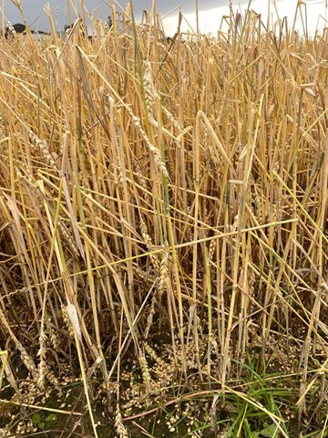 Niederschlag und Hagel machten Getreide, … Niederschlag und Hagel machten Getreide, …
