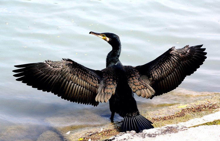 Die Flügel breitet der Kormoran auch zum Trocknen aus – Fische fängt er tauchend. Die Flügel breitet der Kormoran auch zum Trocknen aus – Fische fängt er tauchend.