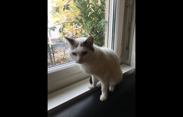 ... und auch Kater Hugo ist bereits eingezogen.