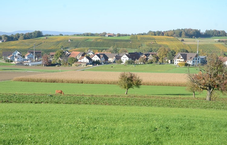 Volken im Oktober 2017: Baukräne links und rechts zeigen das Wachstum an – damals lebten Ende Jahr 337 Personen im Ort, Ende 2018 bereits 362. Innert zehn Jahren ist keine andere Gemeinde in der Region prozentual stärker gewachsen als Volken. Volken im Oktober 2017: Baukräne links und rechts zeigen das Wachstum an – damals lebten Ende Jahr 337 Personen im Ort, Ende 2018 bereits 362. Innert zehn Jahren ist keine andere Gemeinde in der Region prozentual stärker gewachsen als Volken.