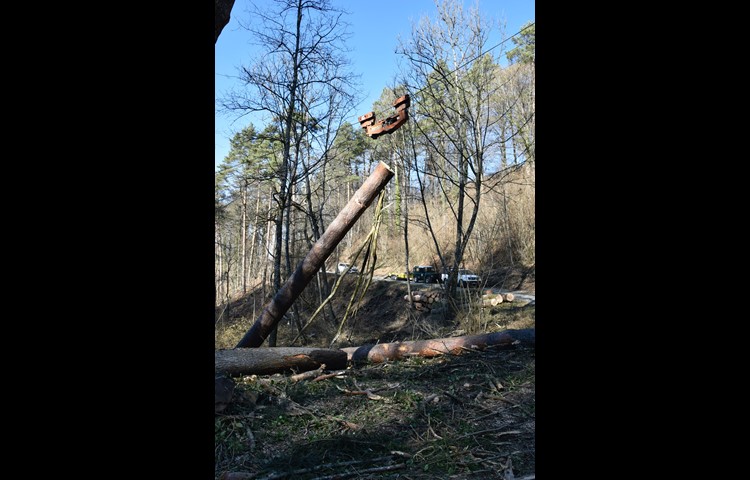 Baumstämme werden hochgezogen und «fliegen» dank Seilbahn durch den Wald am Irchel.