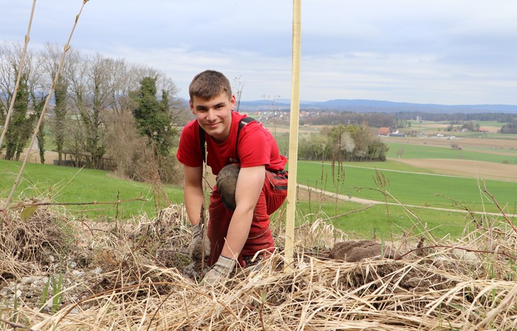 Nachwuchskräfte am Wiederaufforsten: Pascal Moser aus Flaach, Lernender im ersten Lehrjahr, setzt eine Kirschpflanze in den Wald von morgen. Am rechten Bildrand ist das Restaurant Kreuzstrasse (Humlikon) zu sehen. Nachwuchskräfte am Wiederaufforsten: Pascal Moser aus Flaach, Lernender im ersten Lehrjahr, setzt eine Kirschpflanze in den Wald von morgen. Am rechten Bildrand ist das Restaurant Kreuzstrasse (Humlikon) zu sehen.