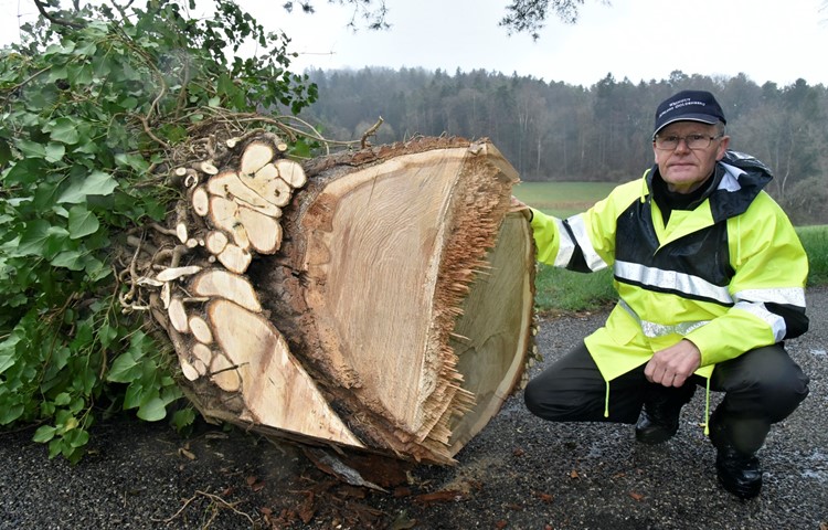 Ueli Kindhauser neben dem gefällten Baum. Links zeigen dicke Efeu-Stränge den über Jahrzehnte entstandenen Bewuchs. Am Rand weist der Stamm erste morsche Stellen auf, die auf eine Beschädigung der Wurzeln hindeuten. Ueli Kindhauser neben dem gefällten Baum. Links zeigen dicke Efeu-Stränge den über Jahrzehnte entstandenen Bewuchs. Am Rand weist der Stamm erste morsche Stellen auf, die auf eine Beschädigung der Wurzeln hindeuten.