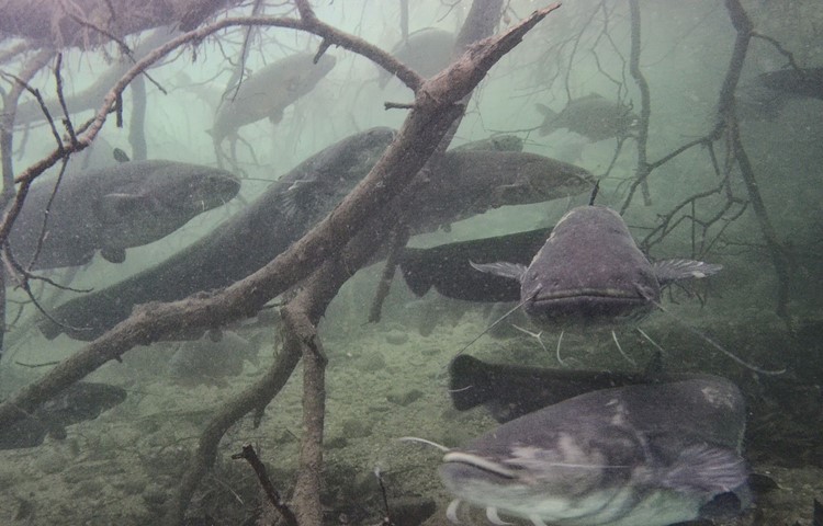 Welse leben am Flussboden – friedlich mit anderen Fischen. Welse leben am Flussboden – friedlich mit anderen Fischen.