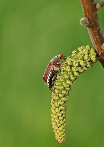 Dieser Maikäfer ist «gsund und gfräss», …