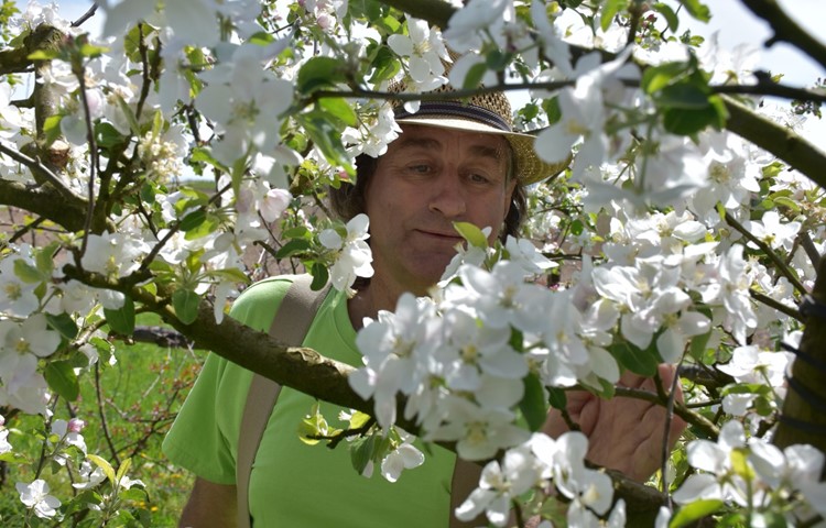 Im Obstgarten von Beat Möckli blühen 300 Apfelsorten. Im Obstgarten von Beat Möckli blühen 300 Apfelsorten.