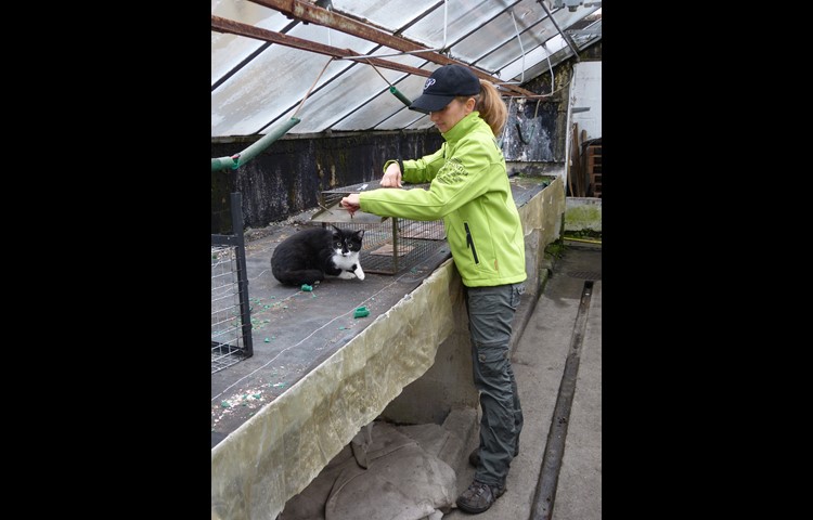 Mit ihrer Futterfalle fängt Esther Geisser halterlose Katzen ein, um sie vom Tierarzt kastrieren zu lassen. Damit möchte sie gegen die Überpopulation der meist verwahrlosten Katzen vorgehen.