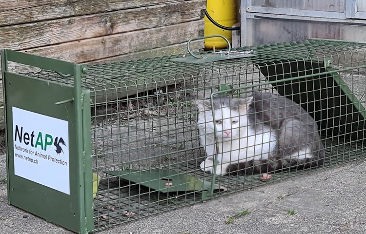 Die einzige nachhaltige Lösung, um das Katzenelend zu mindern, sei eine Kastrationspflicht, ist Esther Geisser überzeugt. Die einzige nachhaltige Lösung, um das Katzenelend zu mindern, sei eine Kastrationspflicht, ist Esther Geisser überzeugt.