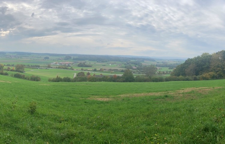 Zehn Jahre nach der Pflanzung ist aus den dünnen Stauden eine fast durchgehende Hecke geworden, welche die offene Fläche halbiert. Zehn Jahre nach der Pflanzung ist aus den dünnen Stauden eine fast durchgehende Hecke geworden, welche die offene Fläche halbiert.