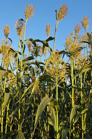 Sorghum ist trockenheitsresistent und wird weniger zum Opfer von Wildschweinen und Schädlingen. Sorghum ist trockenheitsresistent und wird weniger zum Opfer von Wildschweinen und Schädlingen.