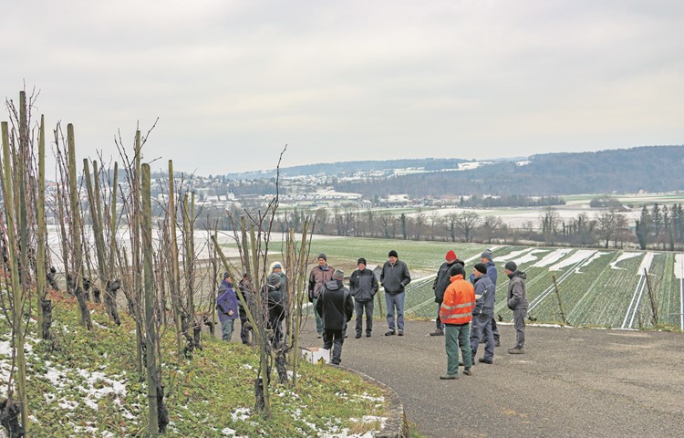 Bei starker Bise traf sich ein gutes Dutzend Interessierte am Schiterberg, um das Neueste über den Rebbau zu erfahren. Bei starker Bise traf sich ein gutes Dutzend Interessierte am Schiterberg, um das Neueste über den Rebbau zu erfahren.