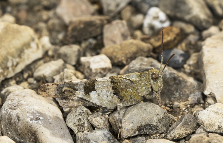 Perfekt getarnt: Eine Blauflügelige Ödlandschrecke in ihrem typischen Lebensraum Perfekt getarnt: Eine Blauflügelige Ödlandschrecke in ihrem typischen Lebensraum