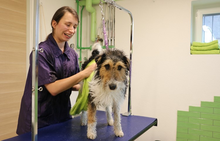 Anna Schütz führt ihren Hundesalon in Andelfingen seit letztem August. Foxterrierrüde Kiro durfte für den Artikel zum Basisservice antraben. Anna Schütz führt ihren Hundesalon in Andelfingen seit letztem August. Foxterrierrüde Kiro durfte für den Artikel zum Basisservice antraben.