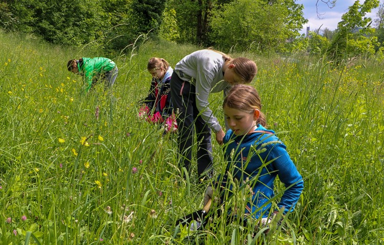 Die Jugendlichen befreiten das Thurvorland am Samstagnachmittag von insgesamt rund 8000 Berufkraut-Pflanzen. Die Jugendlichen befreiten das Thurvorland am Samstagnachmittag von insgesamt rund 8000 Berufkraut-Pflanzen.