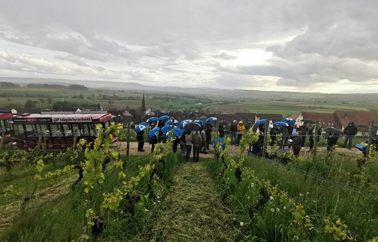 In den Reben tauschten sich die Neuzugezogenen bei einem Gläschen Wein aus, bevor es mit dem «Rhyfall-Express» zur nächsten Station ging. In den Reben tauschten sich die Neuzugezogenen bei einem Gläschen Wein aus, bevor es mit dem «Rhyfall-Express» zur nächsten Station ging.